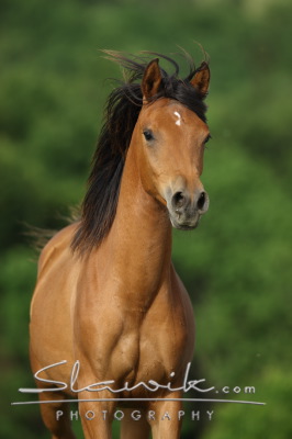 Araber_50858.JPG