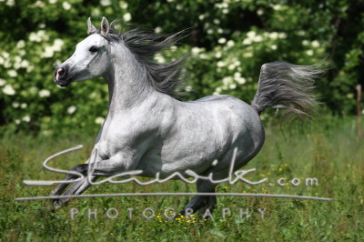 Araber_Emir_5089.JPG
