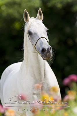 Araber_Nasyp7095b.JPG