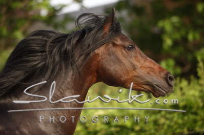 Araber_Saphir_508326.JPG