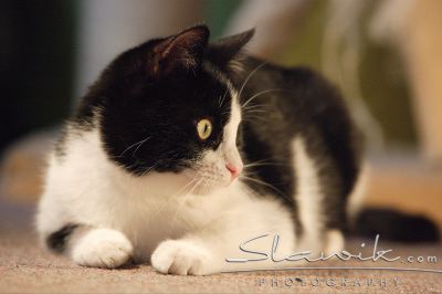 Hauskatze 1082.JPG