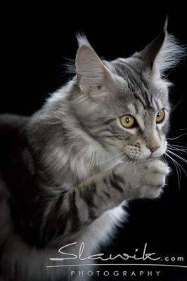 Main Coon 1082.JPG