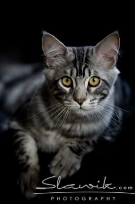Main Coon 1084.JPG