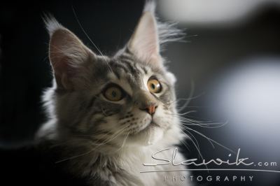 Main Coon 1086.JPG