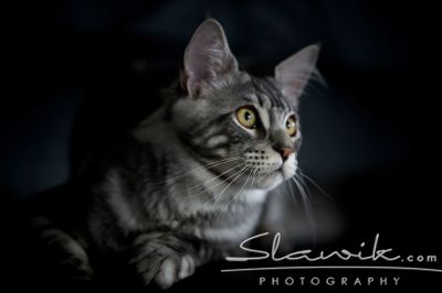 Main Coon 1089.JPG